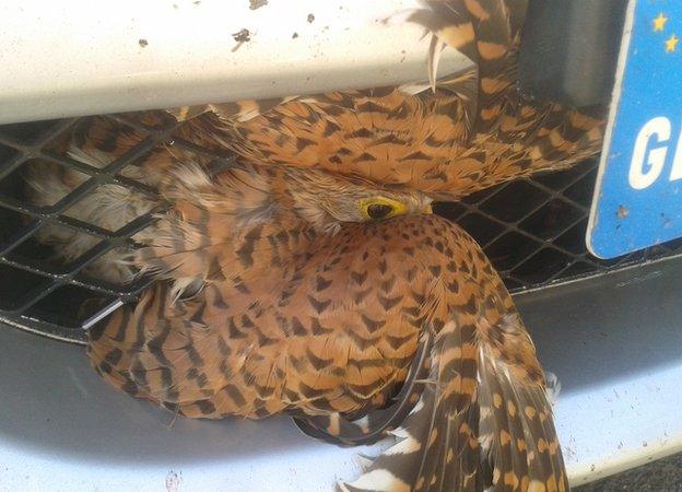 Kestrel in car grille