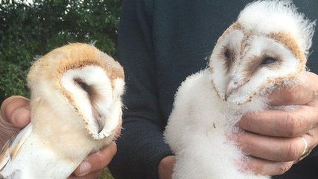 Two of the barn owl chicks on Michael Calvert's farm