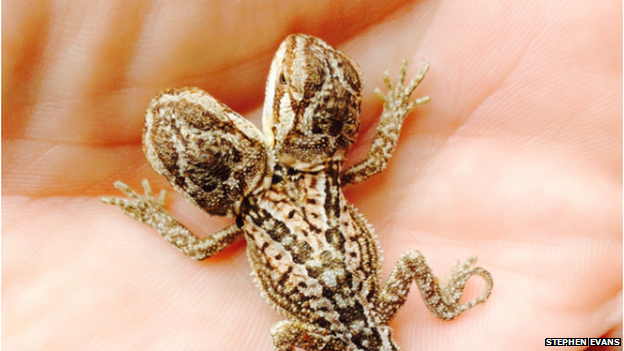 two-headed lizard born in Birkenhead