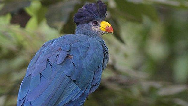 Great blue turaco (Corythaeola cristata), Entebbe Botanical Gardens, Uganda