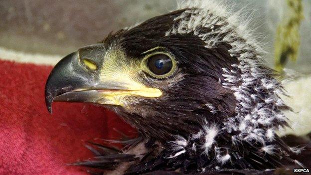 White tailed sea eagle chick