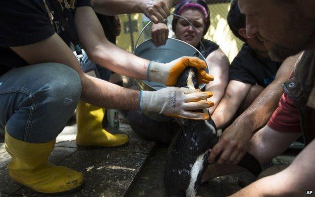 Zoo employees wash the mud from a penguin at the zoo in Tbilisi, Georgia, Tuesday, 16 June 2015