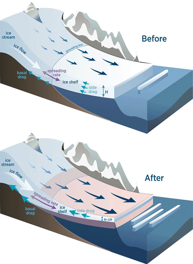 Cartoon explanation of shelf thinning