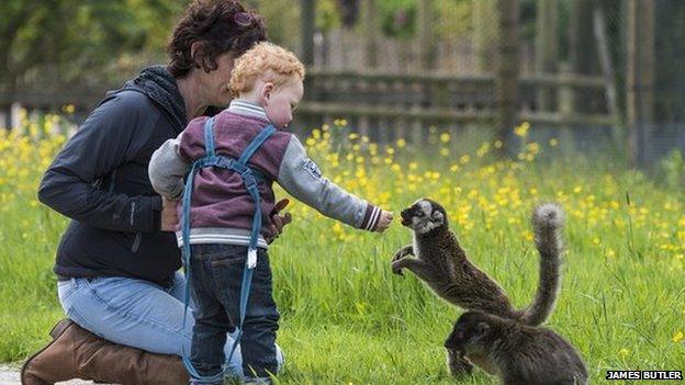 Child feeding lemur