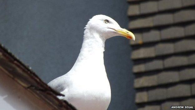 Gull. Pic: Andrew Segal