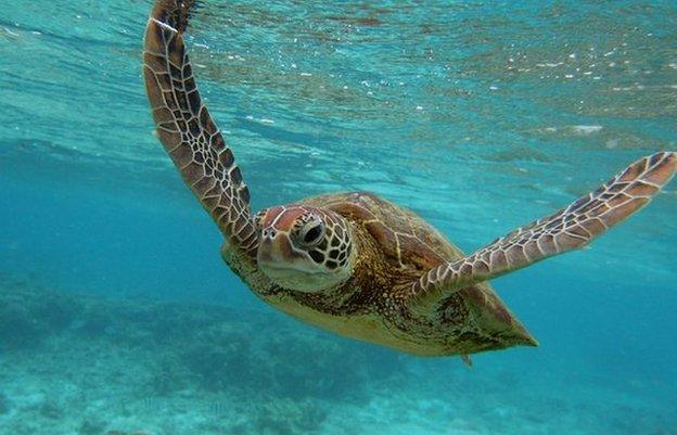 Great Barrier Reef