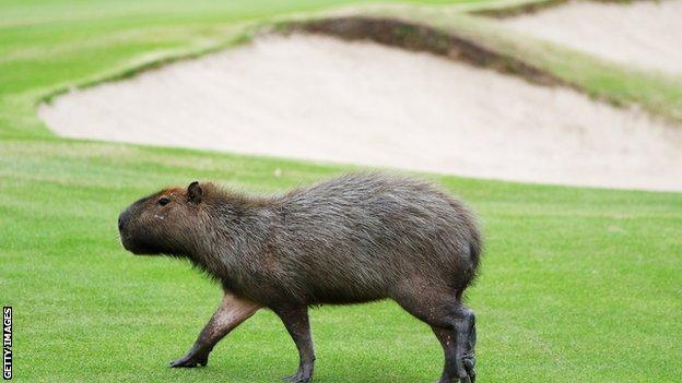 capybara