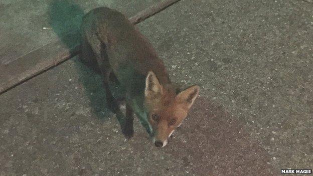 Fox outside Alconbury club