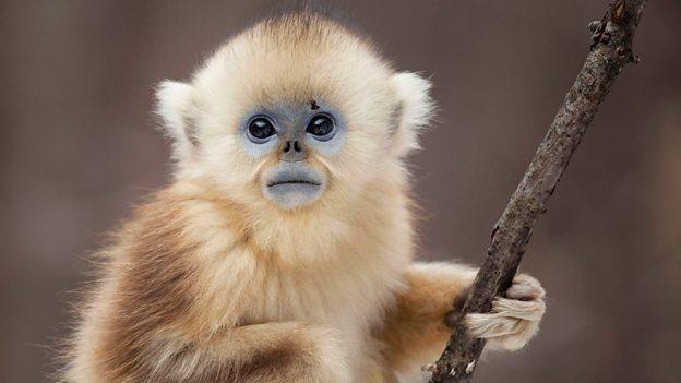 blue-faced-golden-coated-snub-nosed-snow-monkey