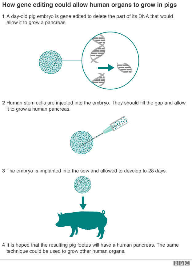 How gene editing works