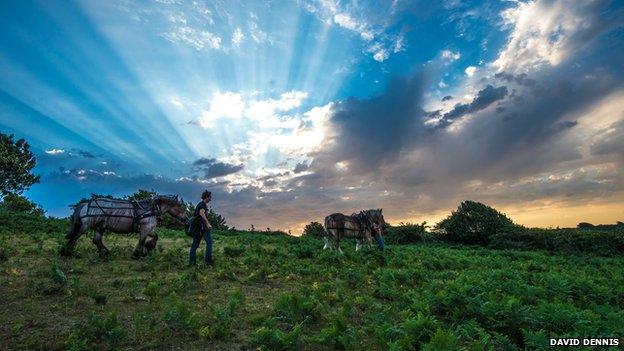 Horses at Hastings Country Park