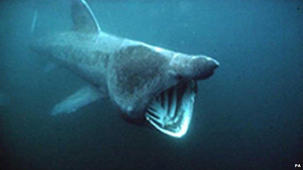 basking shark