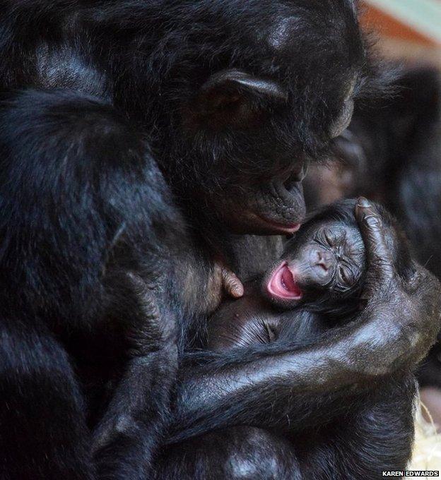 Cheka and baby bonobo