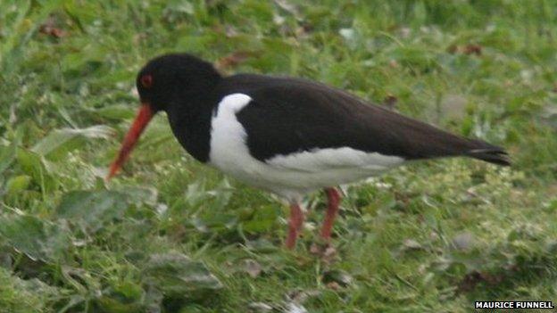 Oystercatcher