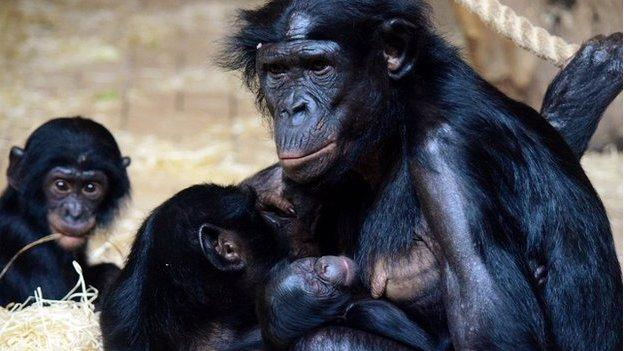 Cheka and baby bonobo