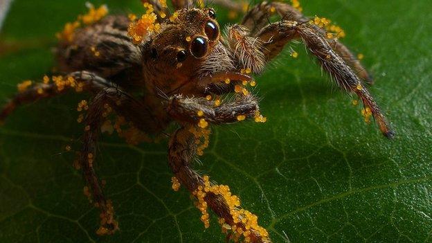 jumping spider