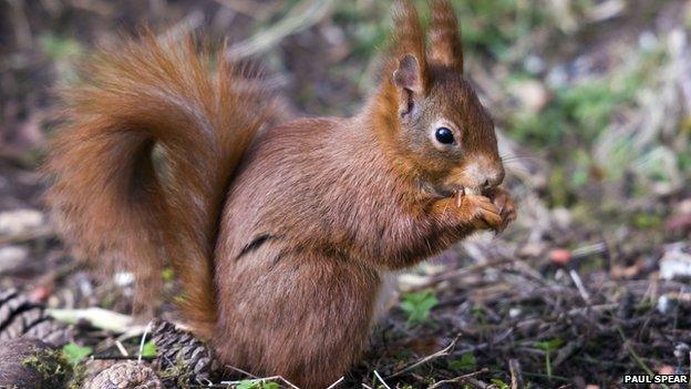 Red squirrel