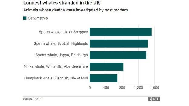 longest whales stranded in UK