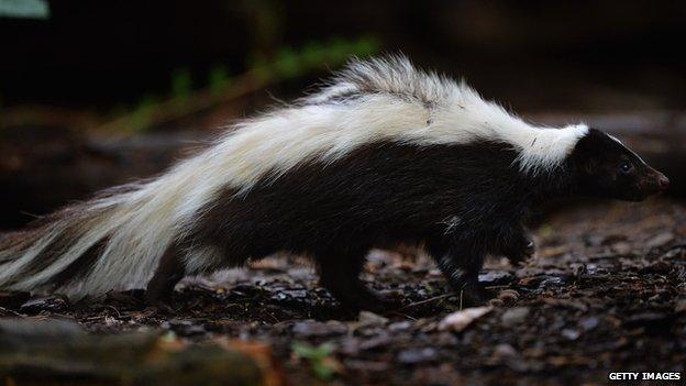 Skunk