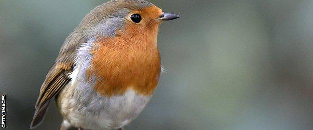 A robin