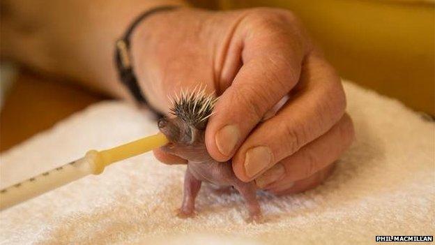 Baby hedgehog being hand fed