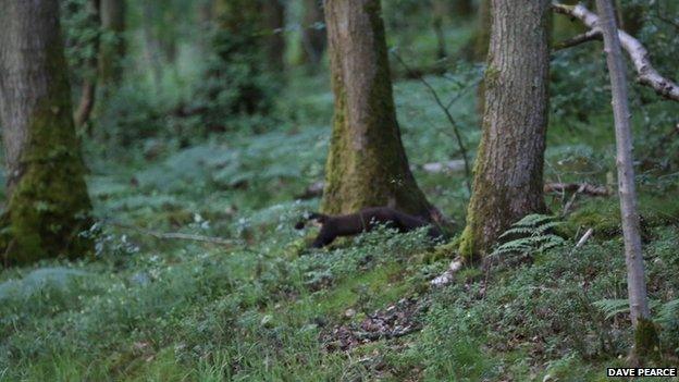 Dave Pearce’s original picture of an English pine marten taken in Shropshire.