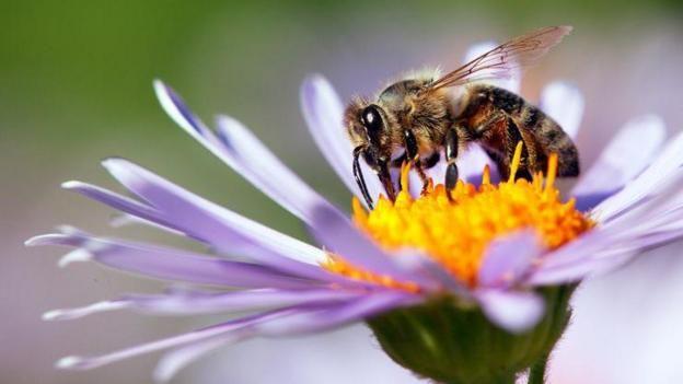 Bee on a bright, purple flower
