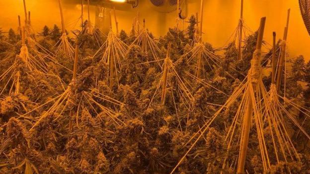 Rotherham Drug Arrests After £1m Of Cannabis Seized In Raids Bbc News