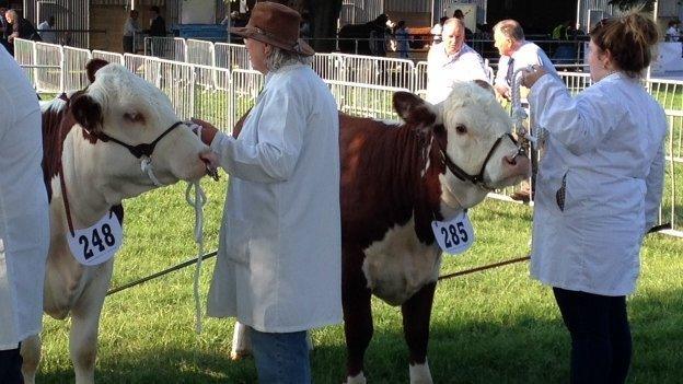 Cows on show