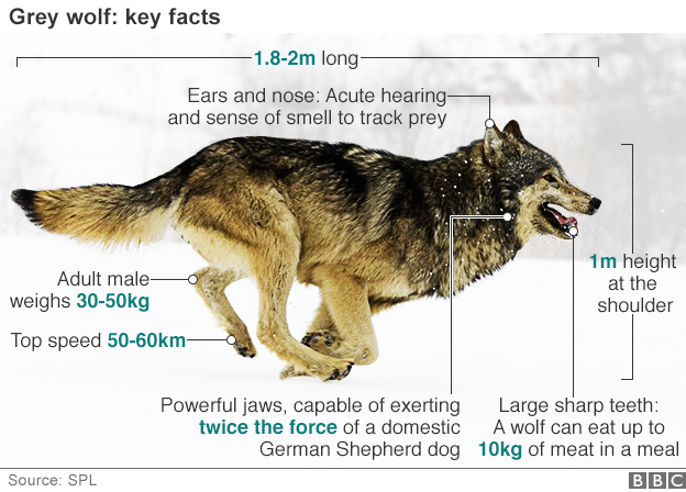 Annotated wolf