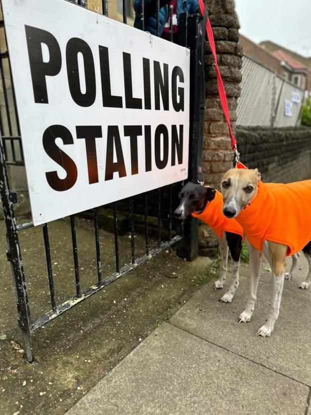 Two whippets, Vancouver and Halifax, in matching bright orange outfits