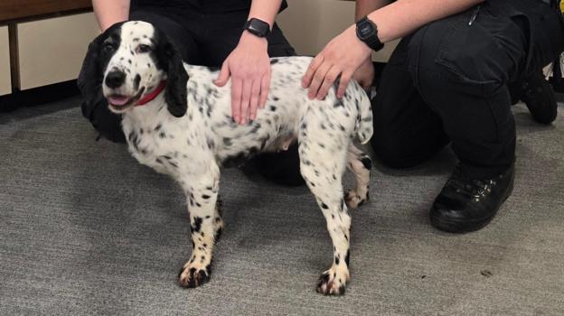 Stolen dog reunited with Norfolk owners after seven years - BBC News