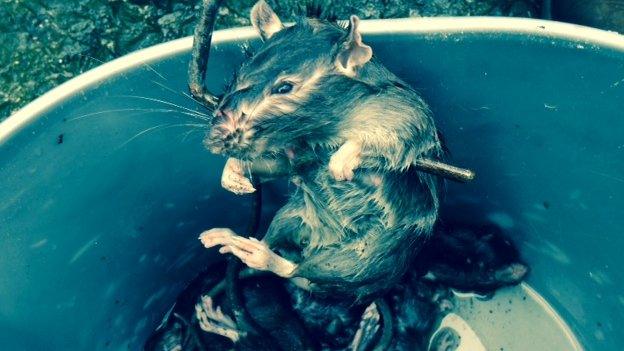 A rat in a bucket