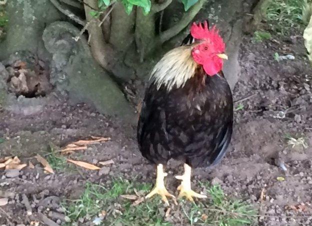 Stan the cockerel