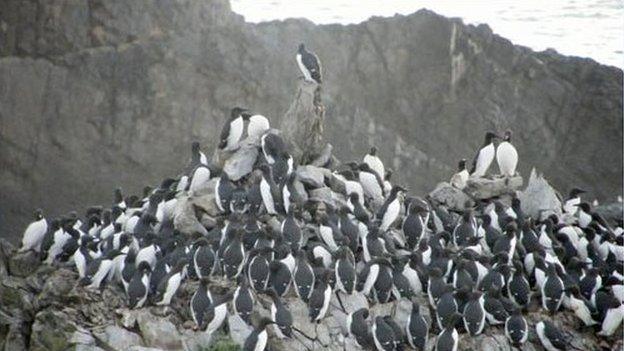 Gwylogod (guillemots) yn Staiciau'r Heligog