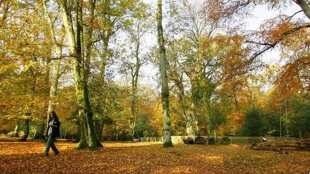 New Forest