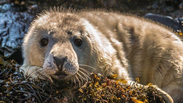 A picture of a Skomer seal