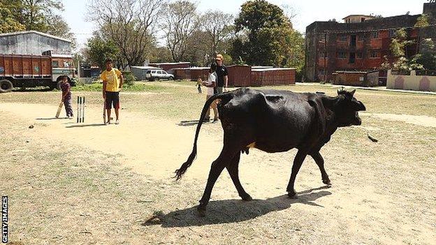 A cow on a cricket pitch