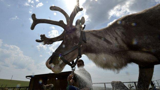 Rent a Reindeer at Seaham, County Durham