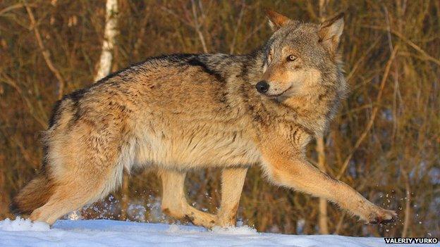 Wolf in Chernobyl exclusion zone (c) Valeriy Yurko