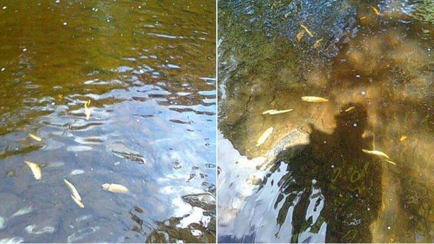 Dead fish at Six Mile Water river