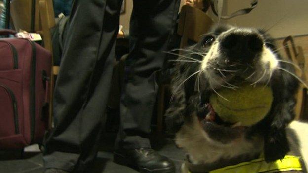 Diesel the sniffer dog with his tennis ball at Luton Airport