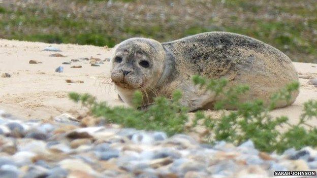 Common seal juvenile at Blakeney Point