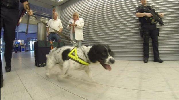 Sniffer dog Diesel at Luton airport