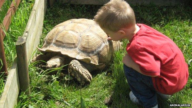 Boy and giant tortoise