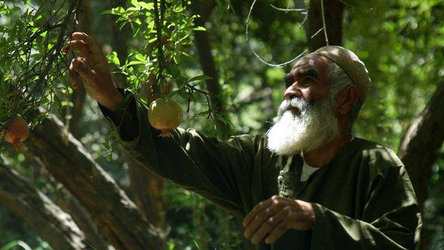 A fruit picker at harvest near the Southern city of Kandahar