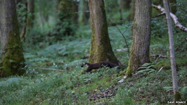 Pine marten