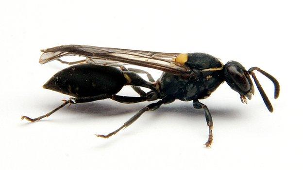 Polybia paulista