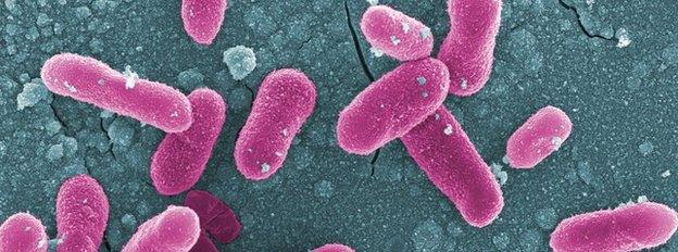 Salmonella goodhue bacteria