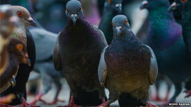 A flock of pigeons, 2 looking at camera